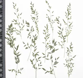 120 adet Preslenmiş Kurutulmuş Çim Yaprakları Kök Bitki Herbaryum Takı Kartpostal Imi telefon kılıfı Davetiye Kartı DIY