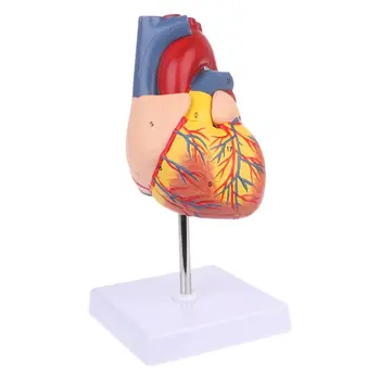 Demonte Anatomik İnsan Kalp Modeli Anatomi Tıbbi Öğretim Aracı