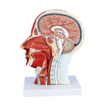 İnsan Anatomik Yarım Kafa Yüz Anatomisi Tıbbi Beyin Boyun Medyan Bölüm çalışma modeli Sinir Kan Damarı Öğretim İçin