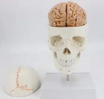 İnsan Kafatası Modeli 1: 1 beyin anatomik modeli Anatomik örnek kafatası