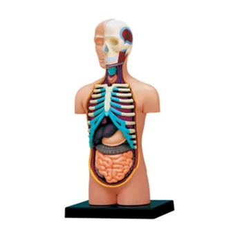 İnsan Torso Modeli Anatomi Torso Modeli Eğitim Oyuncak Öğrenme Aracı Öğrenci için
